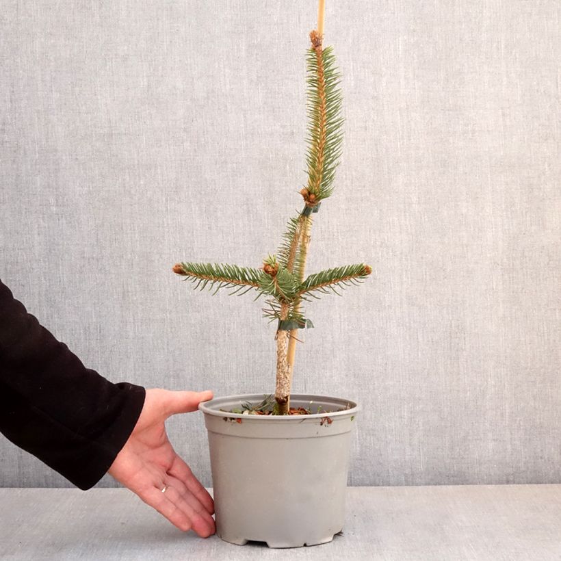 Exemplar von Picea abies Cranstonii Topf mit 3L/4LGelieferte Höhe ca. 30/40cm wie im Frühjahr geliefert