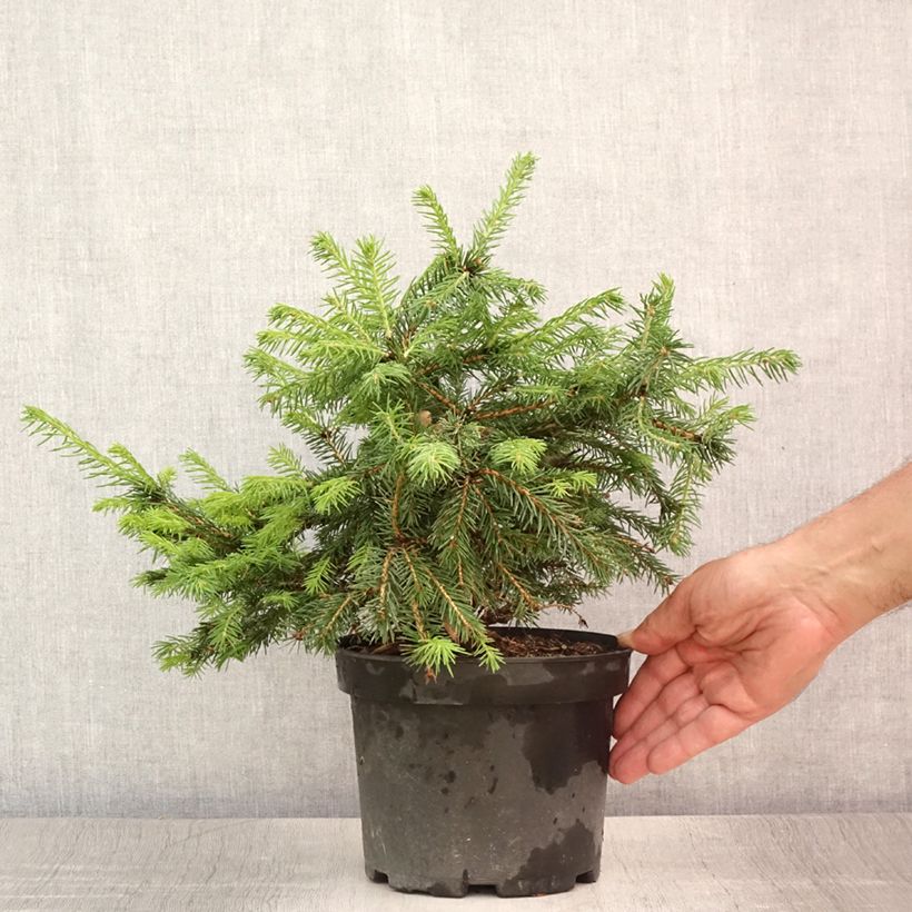 Exemplar von Picea abies Maxwellii Topf mit 2L/3L wie im Sommer geliefert
