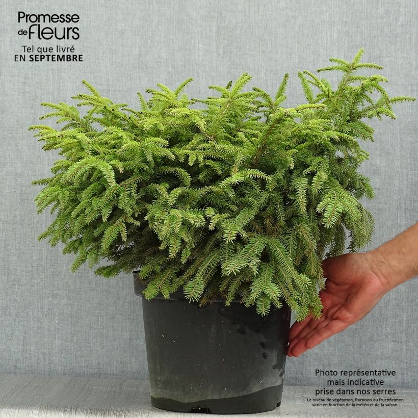 Exemplar von Picea abies Nidiformis Topf mit 7,5L/10L wie im Sommer geliefert