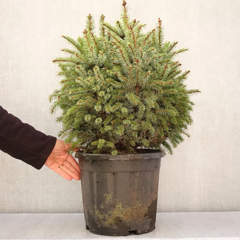 Exemplar von Picea sitchensis Tenas StückGelieferte Höhe ca. 15/20cm wie im Frühjahr geliefert