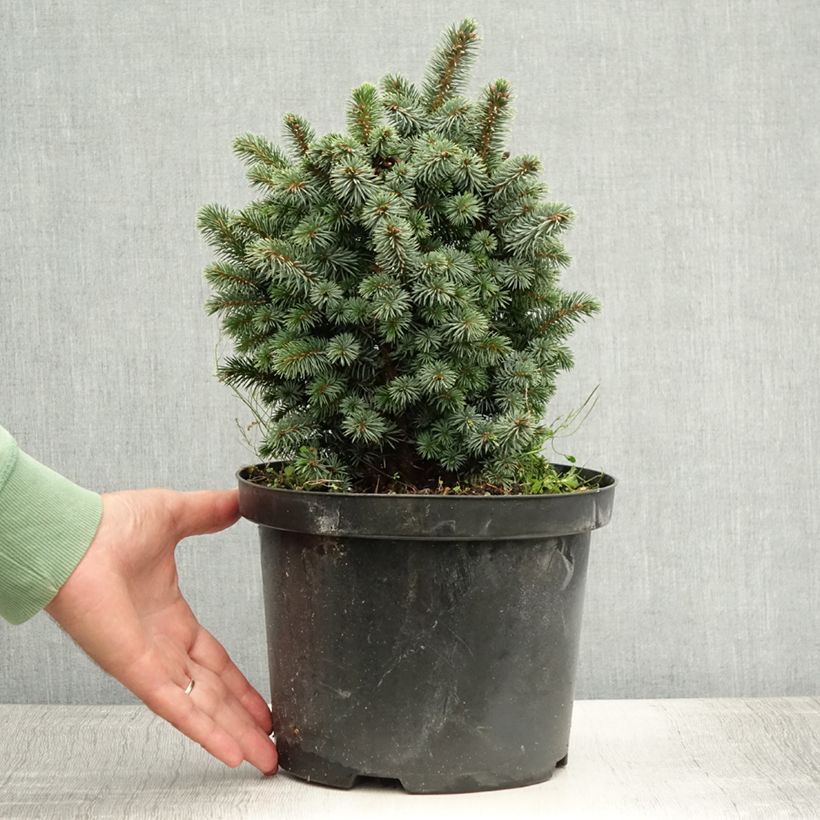 Exemplar von Picea sitchensis Midget Topf mit 4L/5LGelieferte Höhe ca. 20/25cm wie im Sommer geliefert