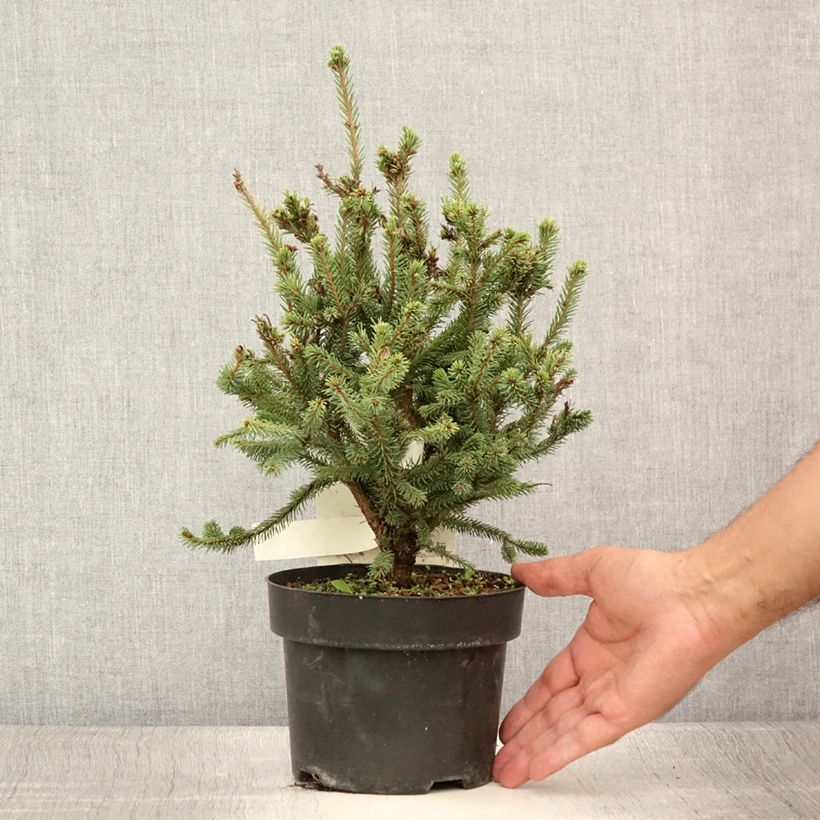 Exemplar von Picea sitchensis Nana Topf mit 2L/3L wie im Sommer geliefert