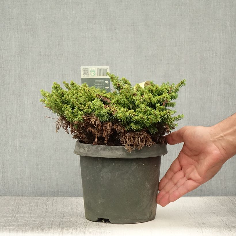 Exemplar von Picea abies Little Gem Topf mit 2L/3L wie im Sommer geliefert