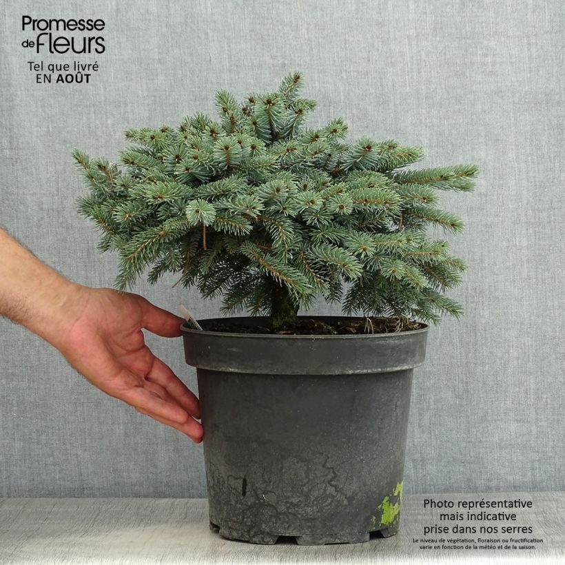Exemplar von Picea mariana Machala Topf mit 4L/5L wie im Sommer geliefert