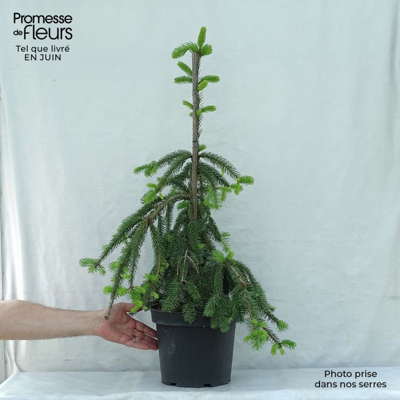 Exemplar von Picea abies Inversa Stück wie im Sommer geliefert