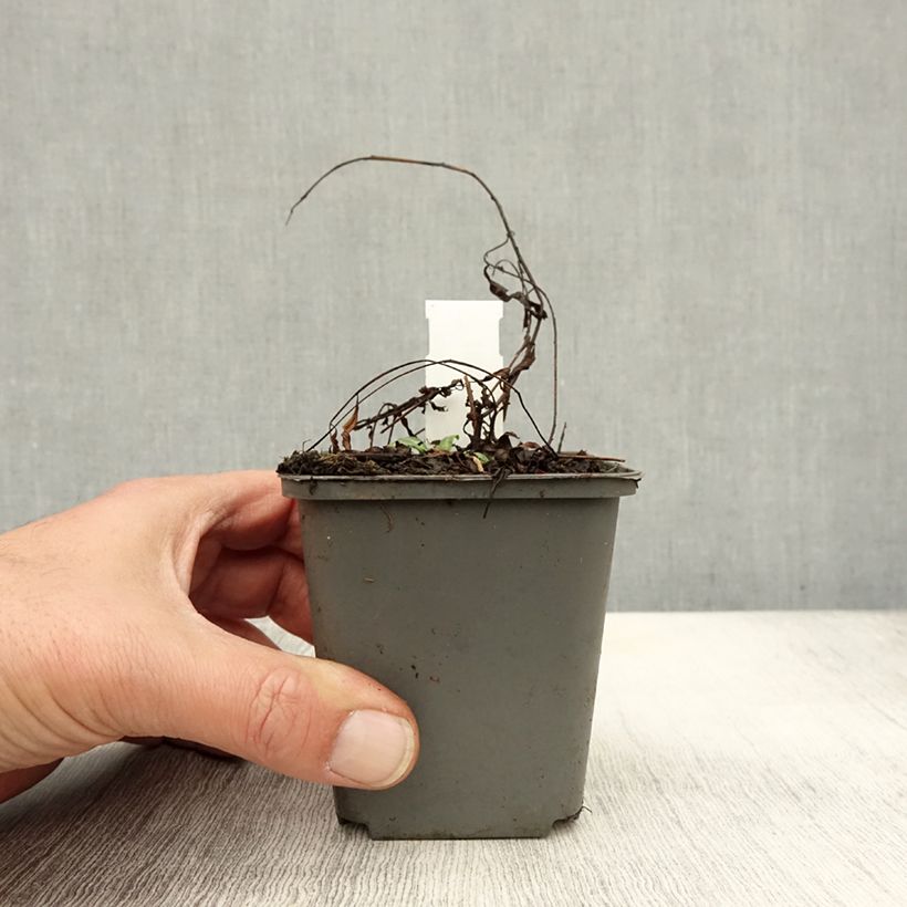 Exemplar von Epilobium angustifolium Stahl Rose - Schmalblättriges Weidenröschen Kleine Töpfe von 8/9 cm wie im Herbst geliefert