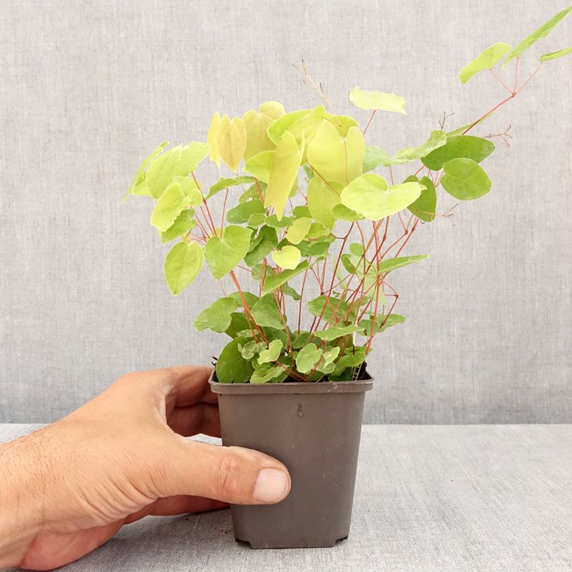 Exemplar von Epimedium elongatum - Elfenblume Kleine Töpfe von 8/9 cm wie im Sommer geliefert