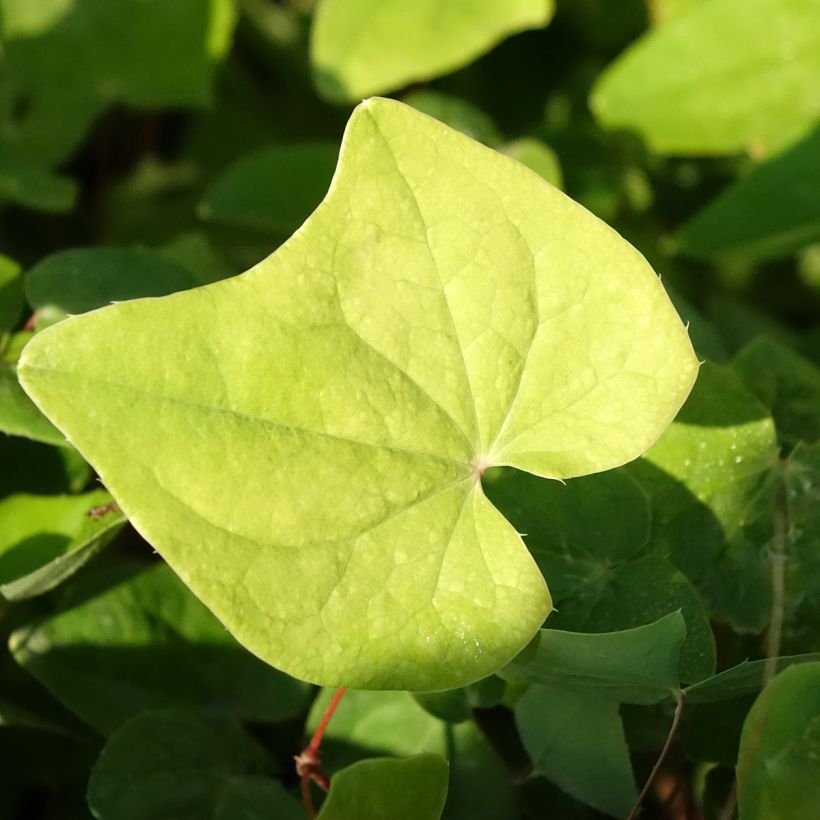 Epimedium elongatum - Elfenblume (Laub)