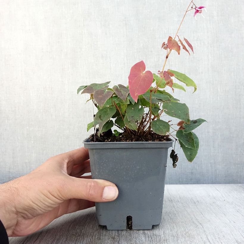 Exemplar von Epimedium grandiflorum Pretty in Pink - Großblumige Elfenblume Topf mit 1L/1,5L wie im Herbst geliefert