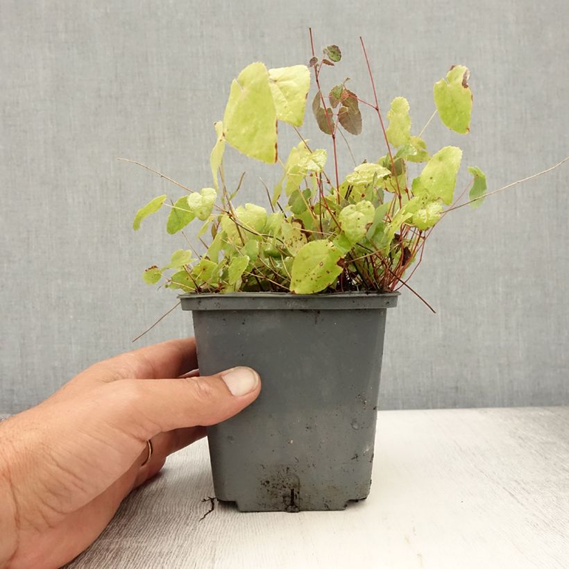 Exemplar von Epimedium platypetalum Sunny and Share - Elfenblume Topf mit 1L/1,5L wie im Sommer geliefert