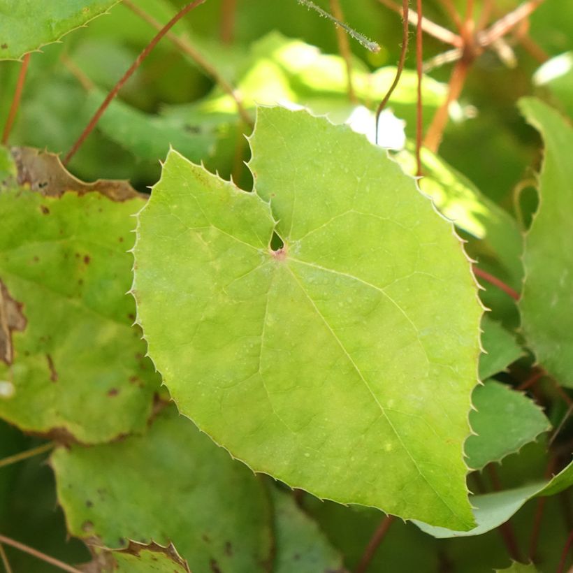Epimedium platypetalum Sunny and Share - Elfenblume (Laub)