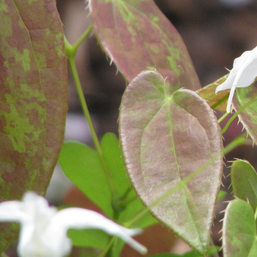 Epimedium ogisui - Elfenblume (Laub)