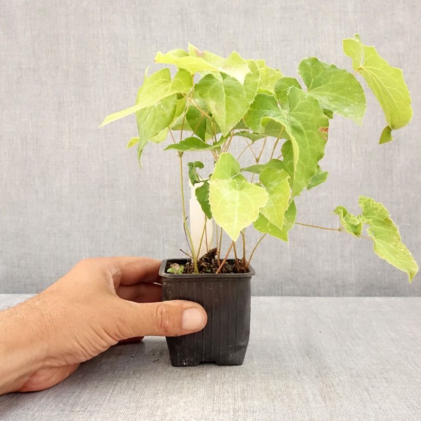 Exemplar von Epimedium perralderianum - Elfenblume Kleine Töpfe von 8/9 cm wie im Sommer geliefert