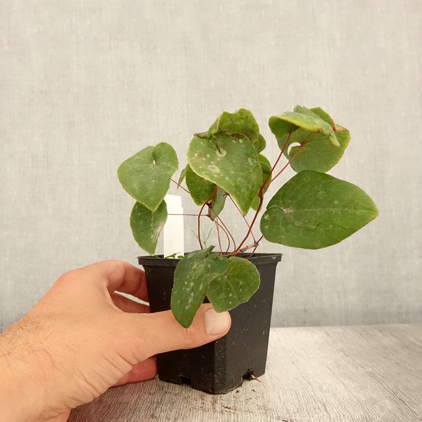 Exemplar von Epimedium pinnatum subsp. colchicum Black Sea - Kolchische Elfenblume Kleine Töpfe von 8/9 cm wie im Sommer geliefert