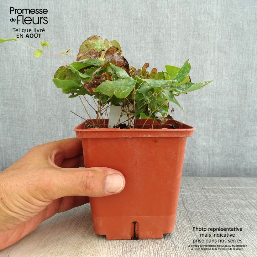 Exemplar von Epimedium rubrum Galadriel - Rote Elfenblume Topf mit 1L/1,5L wie im Sommer geliefert