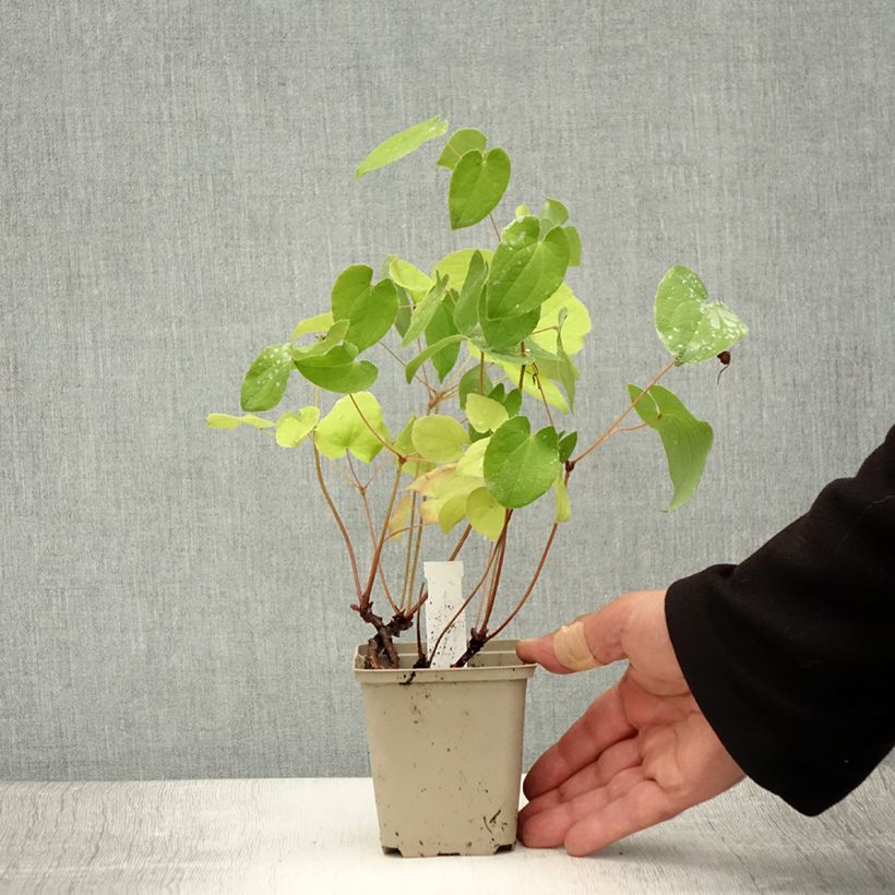 Exemplar von Epimedium warleyense - Warley-Elfenblume Kleine Töpfe von 8/9 cm wie im Sommer geliefert