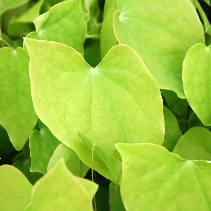 Epimedium youngianum Roseum - Elfenblume (Laub)