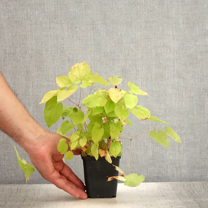 Exemplar von Epimedium youngianum Yenomoto - Elfenblume Kleine Töpfe von 8/9 cm wie im Sommer geliefert