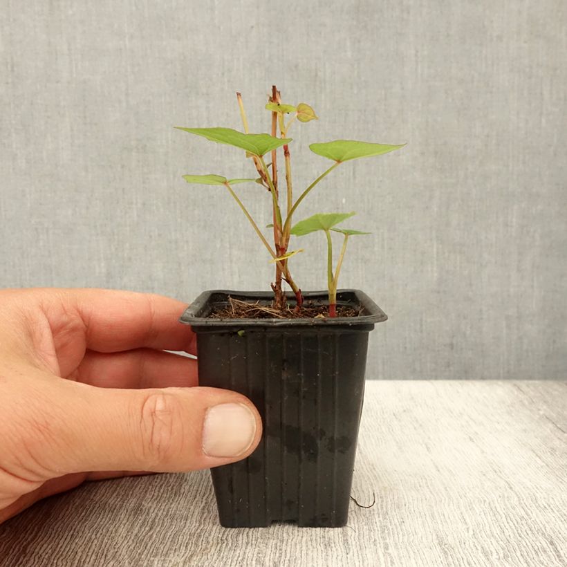 Exemplar von Stauden-Buchweisen - Fagopyrum dibotrys Kleine Töpfe von 8/9 cm wie im Sommer geliefert