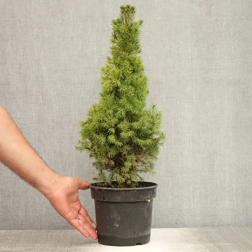 Exemplar von Picea glauca Conica Topf mit 2L/3L wie im Sommer geliefert