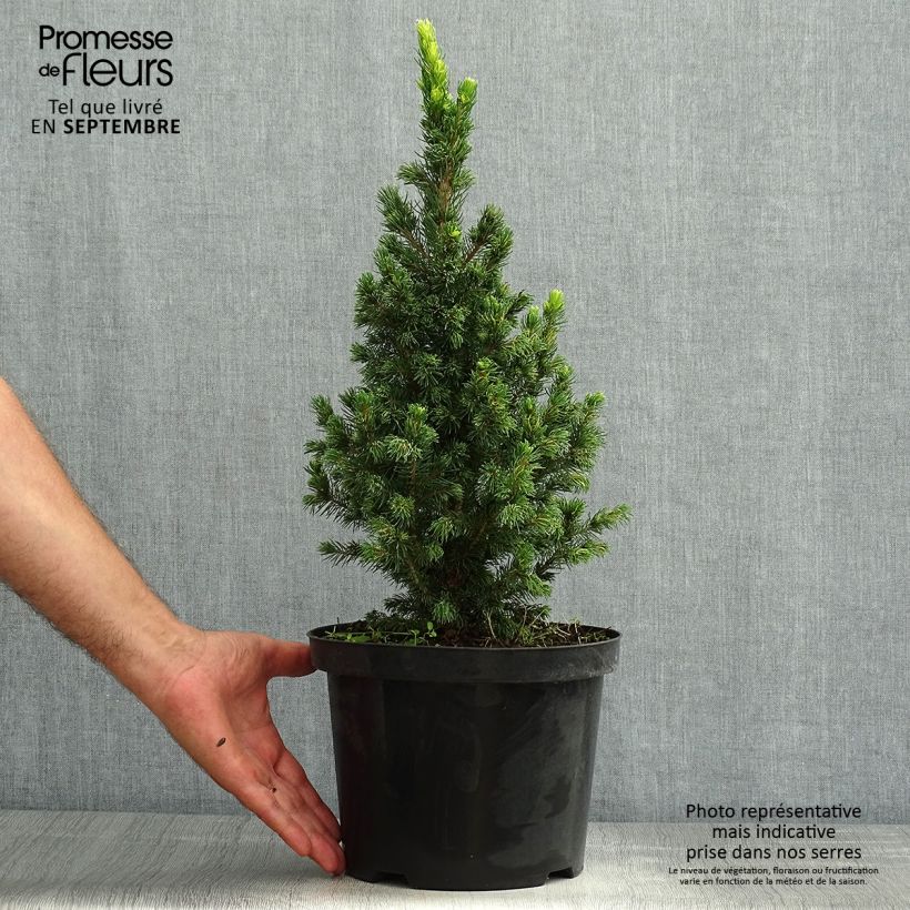 Exemplar von Picea glauca Rainbow's End Topf mit 2L/3L wie im Sommer geliefert