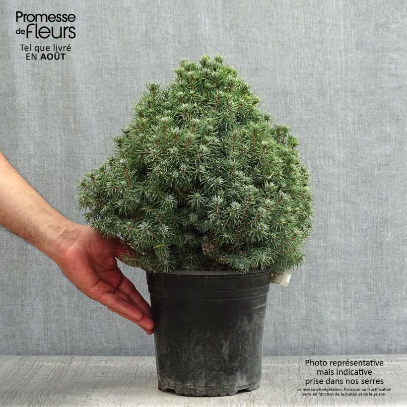 Exemplar von Picea glauca Sander's Blue Topf mit 4L/5L wie im Sommer geliefert