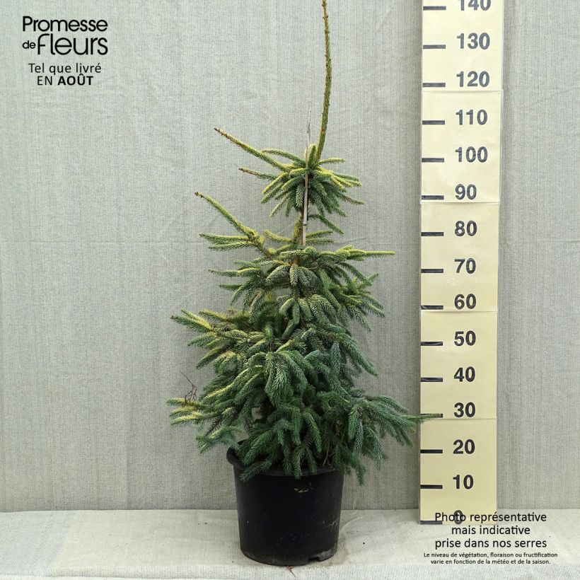 Exemplar von Picea mariana Aurea Topf mit 12L/15L wie im Sommer geliefert
