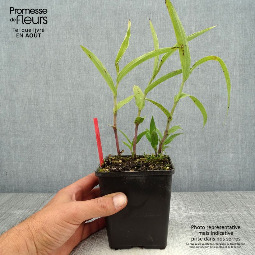 Exemplar von Epipactis gigantea - Sumpfwurz Topf mit 1L/1,5L wie im Sommer geliefert