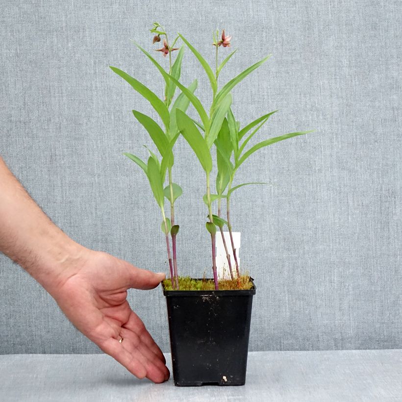 Exemplar von Epipactis Sabine - Sumpfwurz Topf mit 1L/1,5L wie im Sommer geliefert