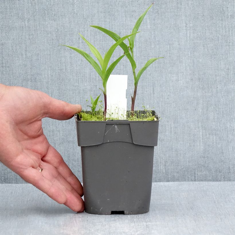 Exemplar von Epipactis thunbergii (x) gigantea - Sumpfwurz Topf mit 1L/1,5L wie im Sommer geliefert