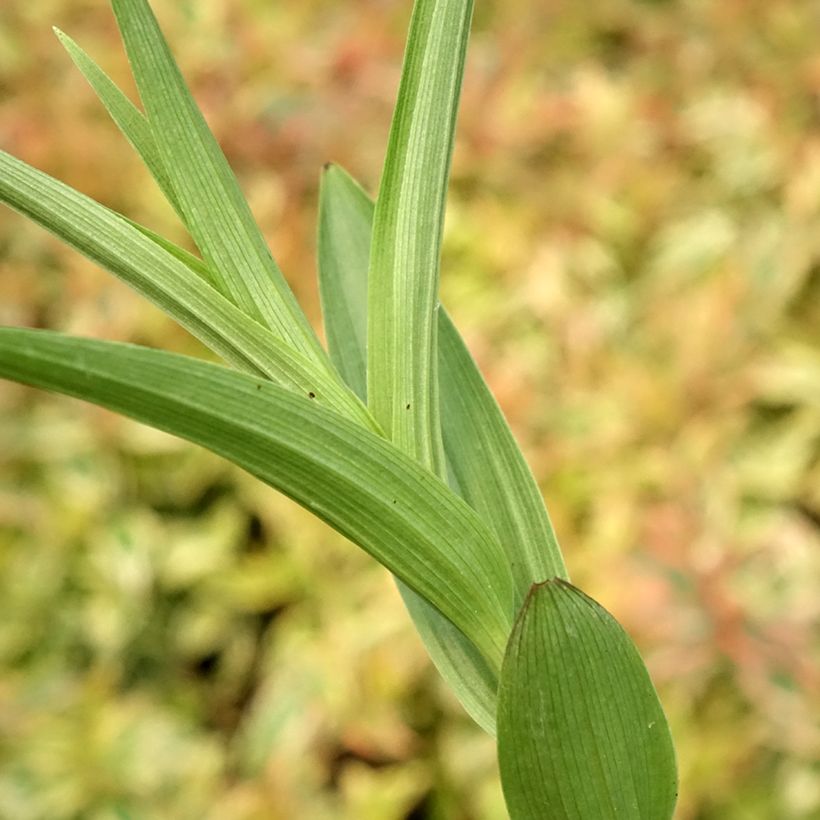 Epipactis veratrifolia - Sumpfwurz (Laub)