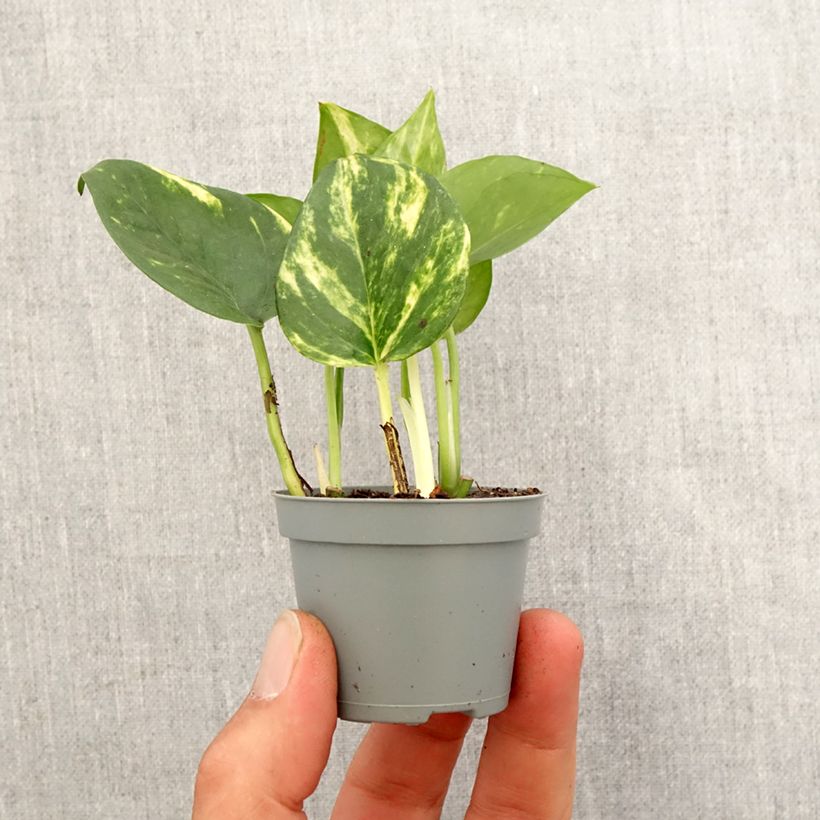 Exemplar von Efeutute - Epipremnum aureum Mini-plante wie im Frühjahr geliefert