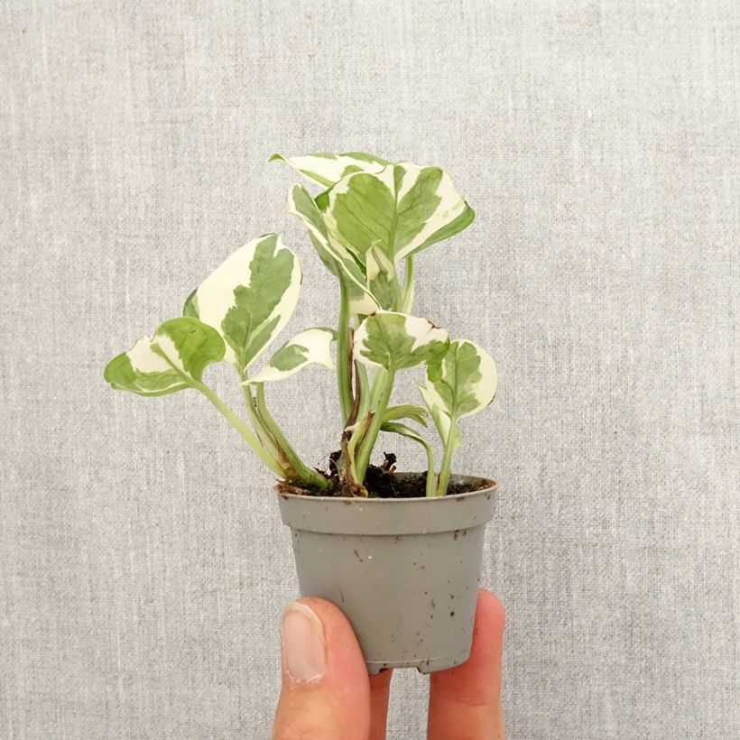 Exemplar von Efeutute - Epipremnum N'joy Mini-plante wie im Frühjahr geliefert