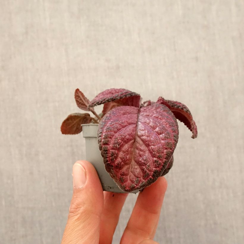 Exemplar von Episcia Malayan Gem Mini-plante wie im Frühjahr geliefert