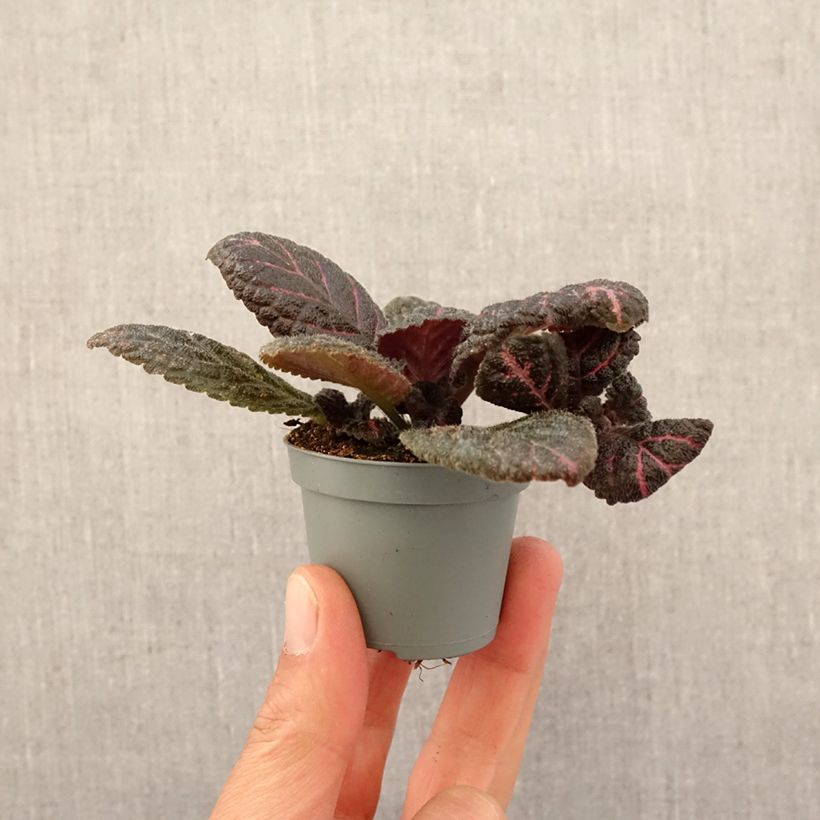 Exemplar von Episcia Pink Acajou Mini-plante wie im Frühjahr geliefert