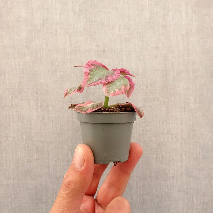 Exemplar von Episcia Pink Brocade Mini-plante wie im Frühjahr geliefert