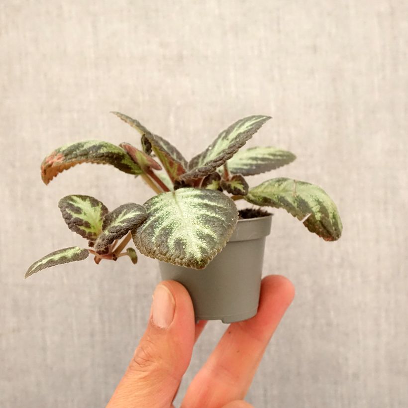 Exemplar von Episcia Silver Shield Mini-plante wie im Frühjahr geliefert