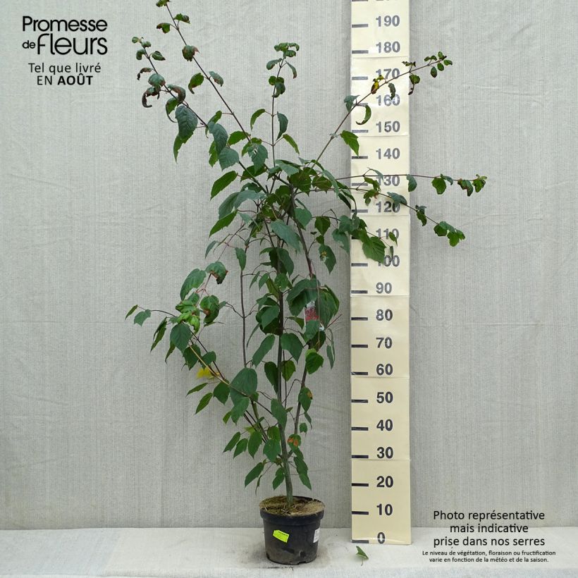 Exemplar von Roter Schlangenhaut-Ahorn - Acer capillipes Topf mit 7,5L/10L wie im Sommer geliefert