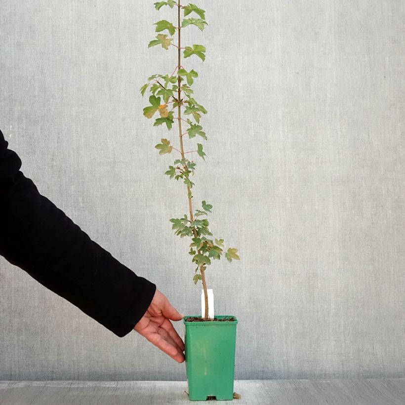 Exemplar von Dreilappiger Ahorn - Acer monspessulanum Topf 10 cm/11cm wie im Herbst geliefert