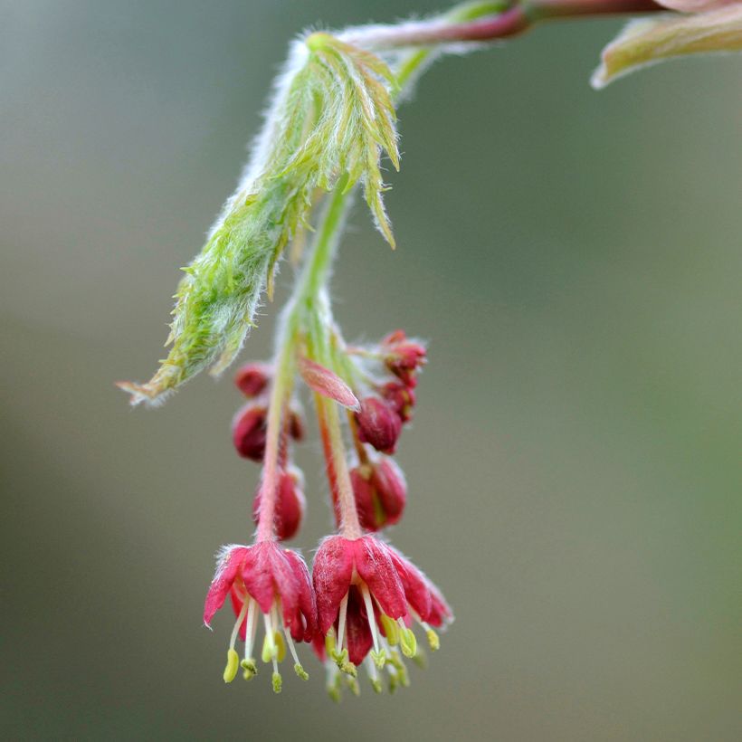 Japanischer Ahorn Aconitifolium - Acer japonicum (Blüte)