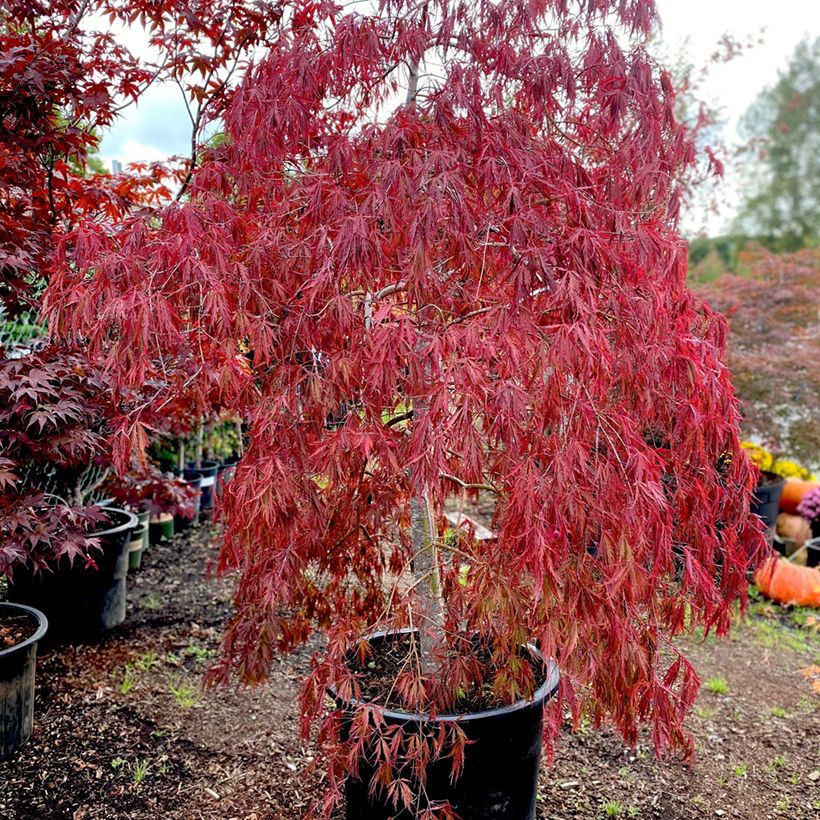 Fächerahorn Dissectum Tamukeyama - Acer palmatum (Hafen)