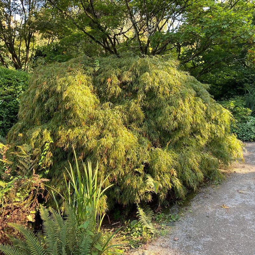 Fächerahorn Dissectum Viridis - Acer palmatum (Hafen)