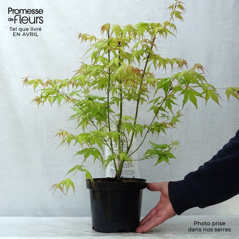 Exemplar von Fächerahorn Katsura - Acer palmatum Topf mit 2L/3LGelieferte Höhe ca. 20/30cm wie im Frühjahr geliefert