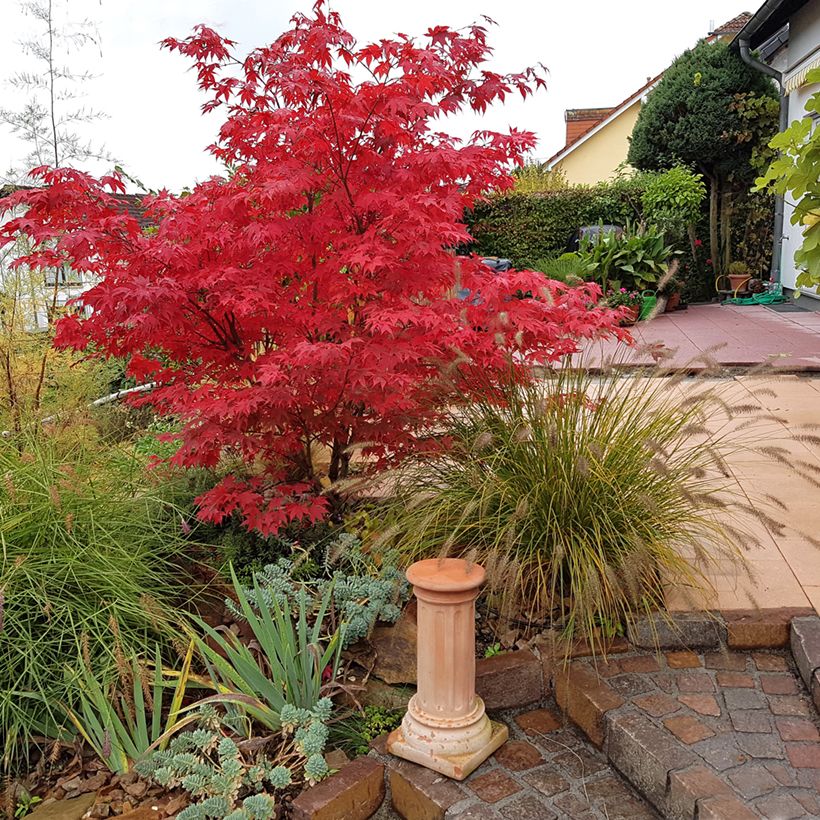 Fächerahorn Osakazuki - Acer palmatum (Hafen)