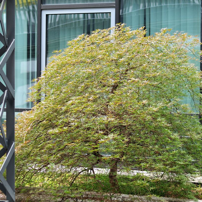Fächerahorn Seiryu - Acer palmatum (Hafen)