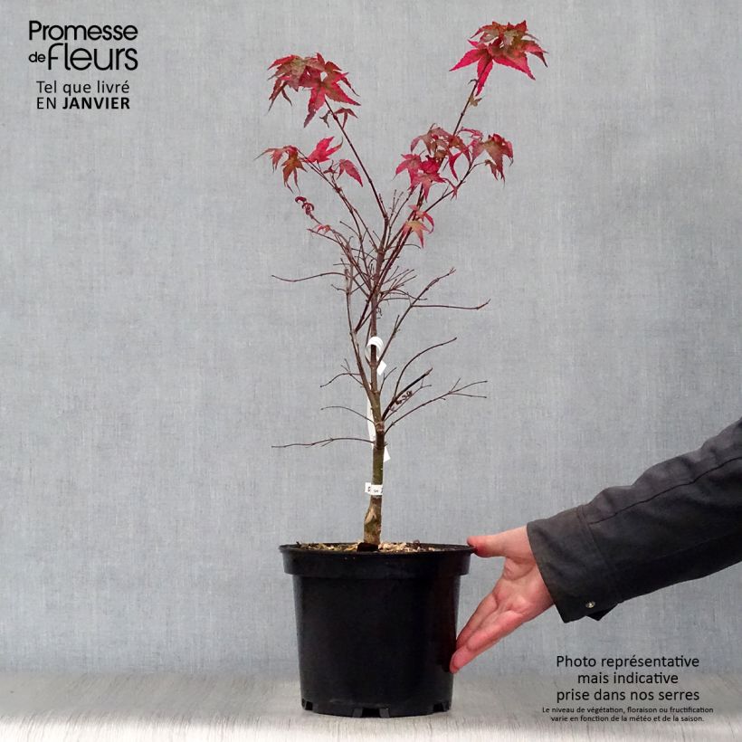 Exemplar von Fächerahorn Shindeshojo - Acer palmatum Topf mit 7,5L/10L wie im Winter geliefert