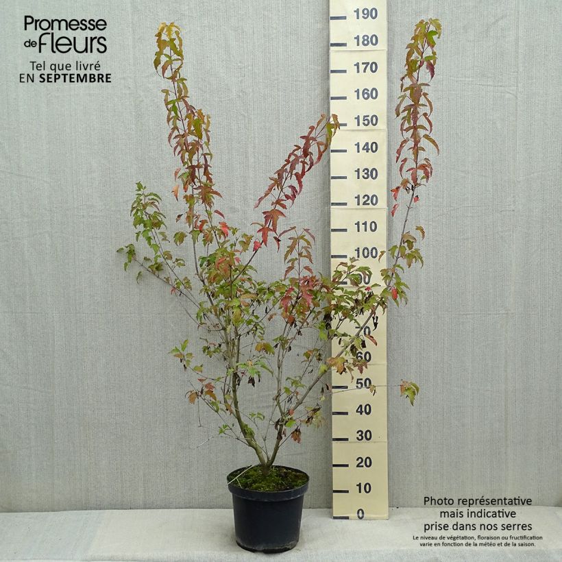 Exemplar von Feuer-Ahorn Moonrise - Acer tataricum subsp. ginnala Topf mit 7,5L/10L wie im Sommer geliefert