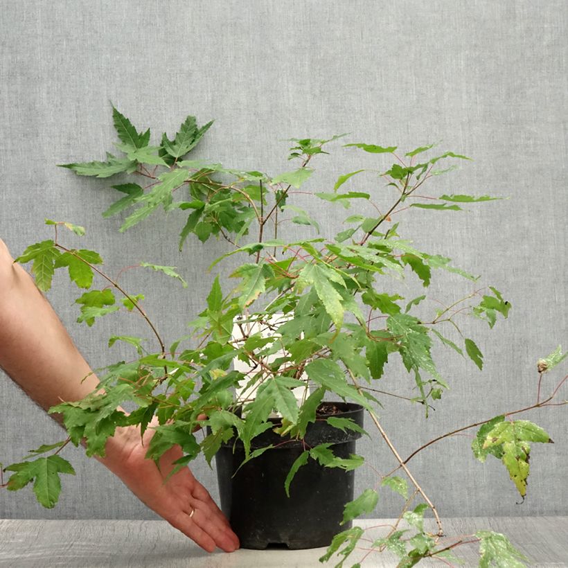 Exemplar von Feuer-Ahorn Moonrise - Acer tataricum subsp. ginnala Topf mit 3L/4L wie im Sommer geliefert