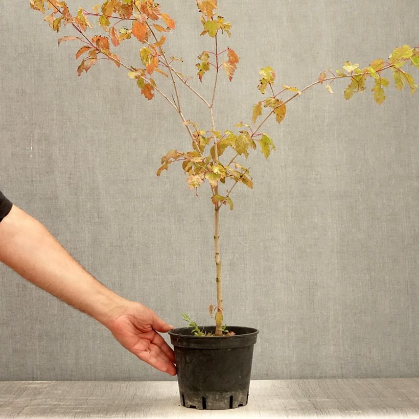 Exemplar von Feuer-Ahorn - Acer tataricum subsp. ginnala Topf mit 2L/3L wie im Sommer geliefert