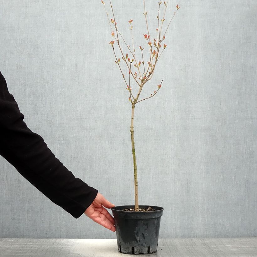 Exemplar von Feuer-Ahorn - Acer tataricum subsp. ginnala Topf mit 2L/3LGelieferte Höhe ca. 60/80cm wie im Frühjahr geliefert
